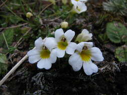 Imagem de Euphrasia revoluta Hook. fil.