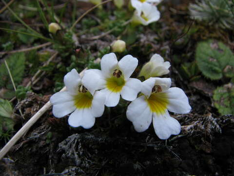 Imagem de Euphrasia revoluta Hook. fil.