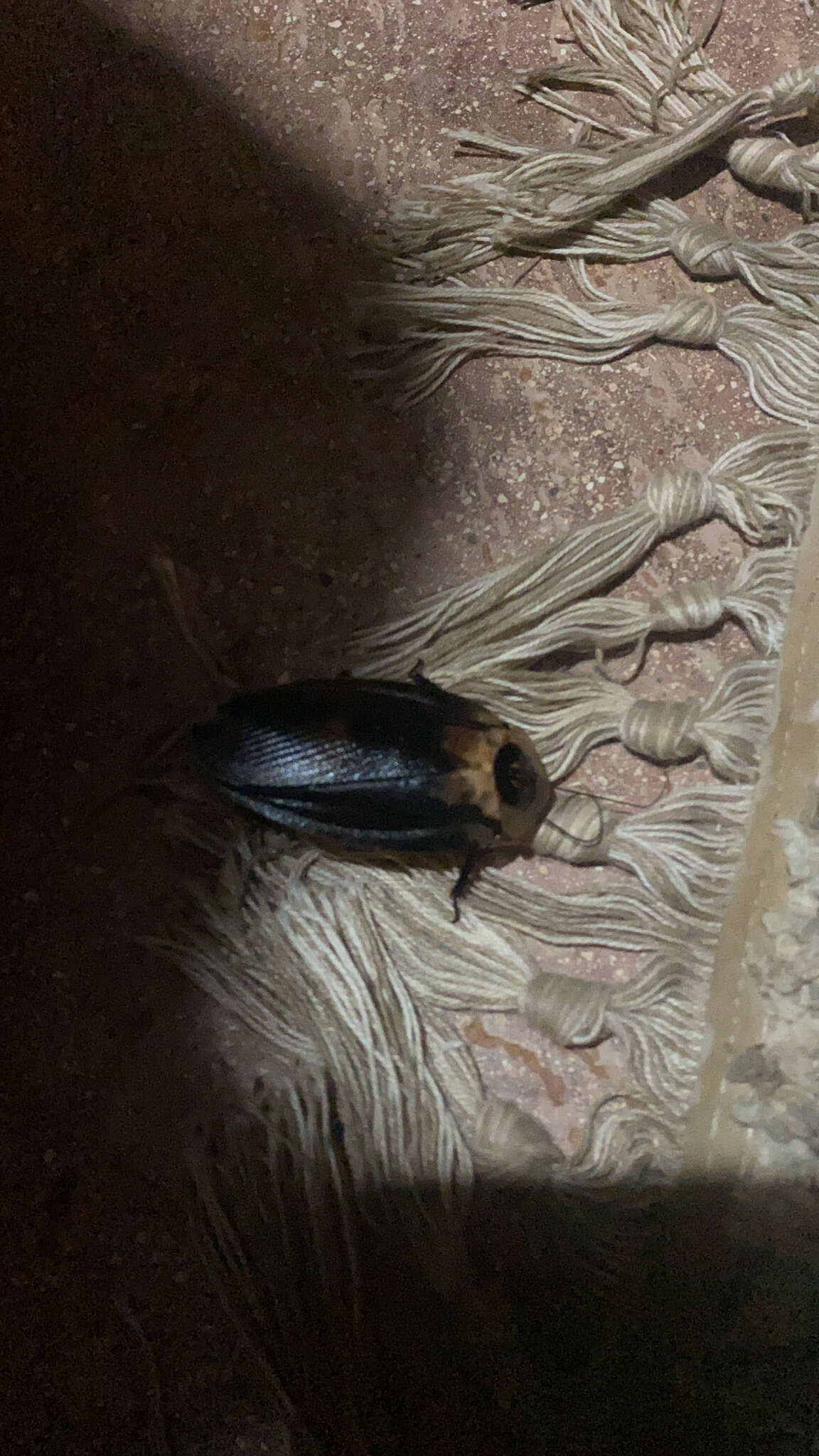 Image of Death's Head Cockroach