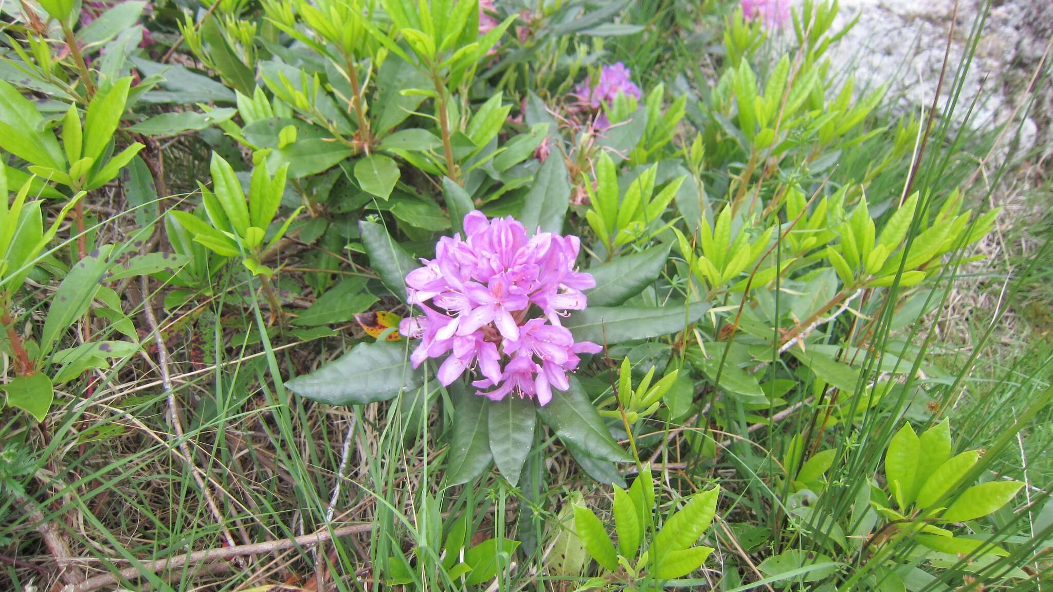 Image of Pontic Rhododendron