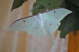 Image of Indian Luna Moth