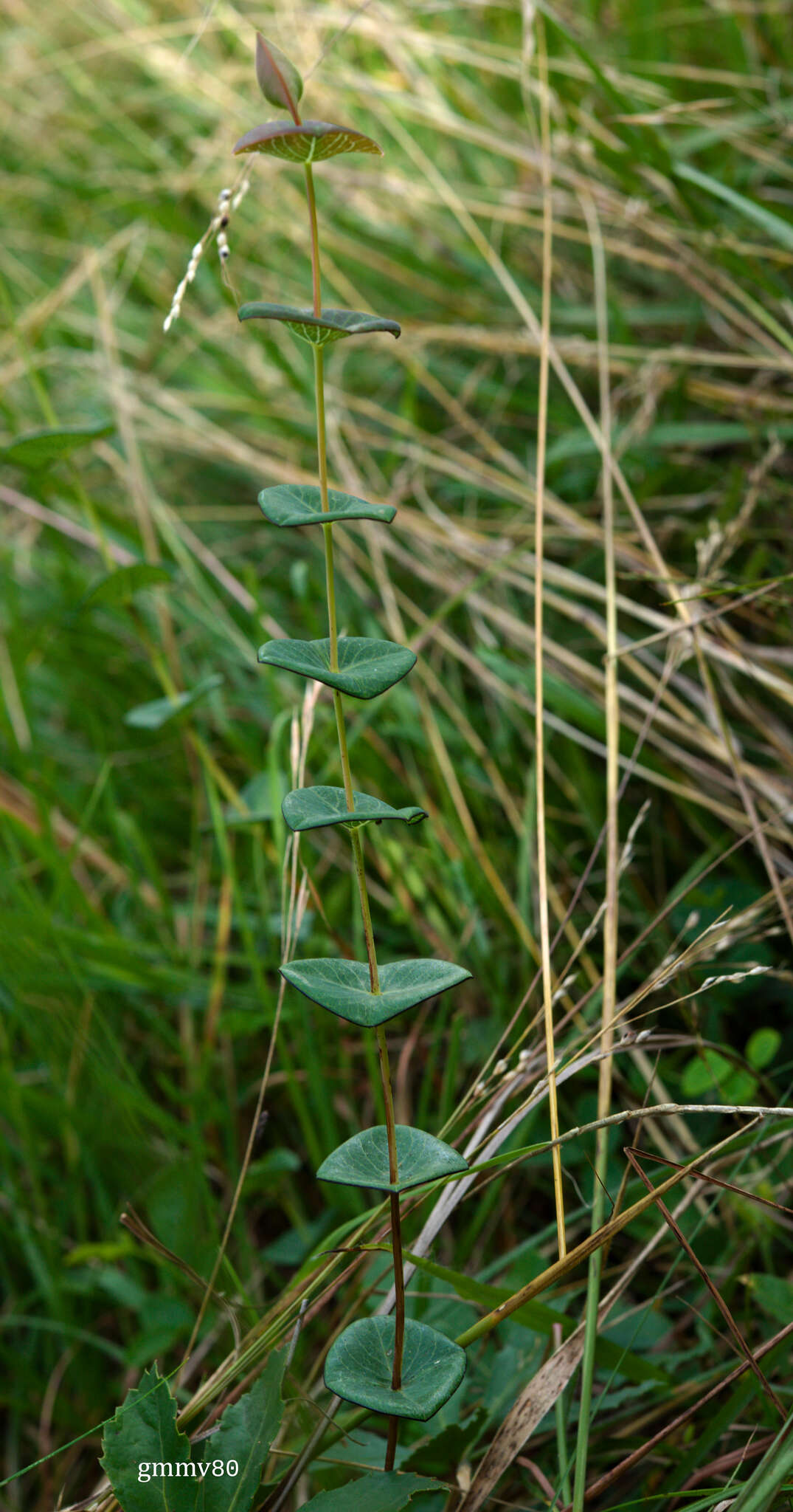 Image of Hypericum connatum Lam.