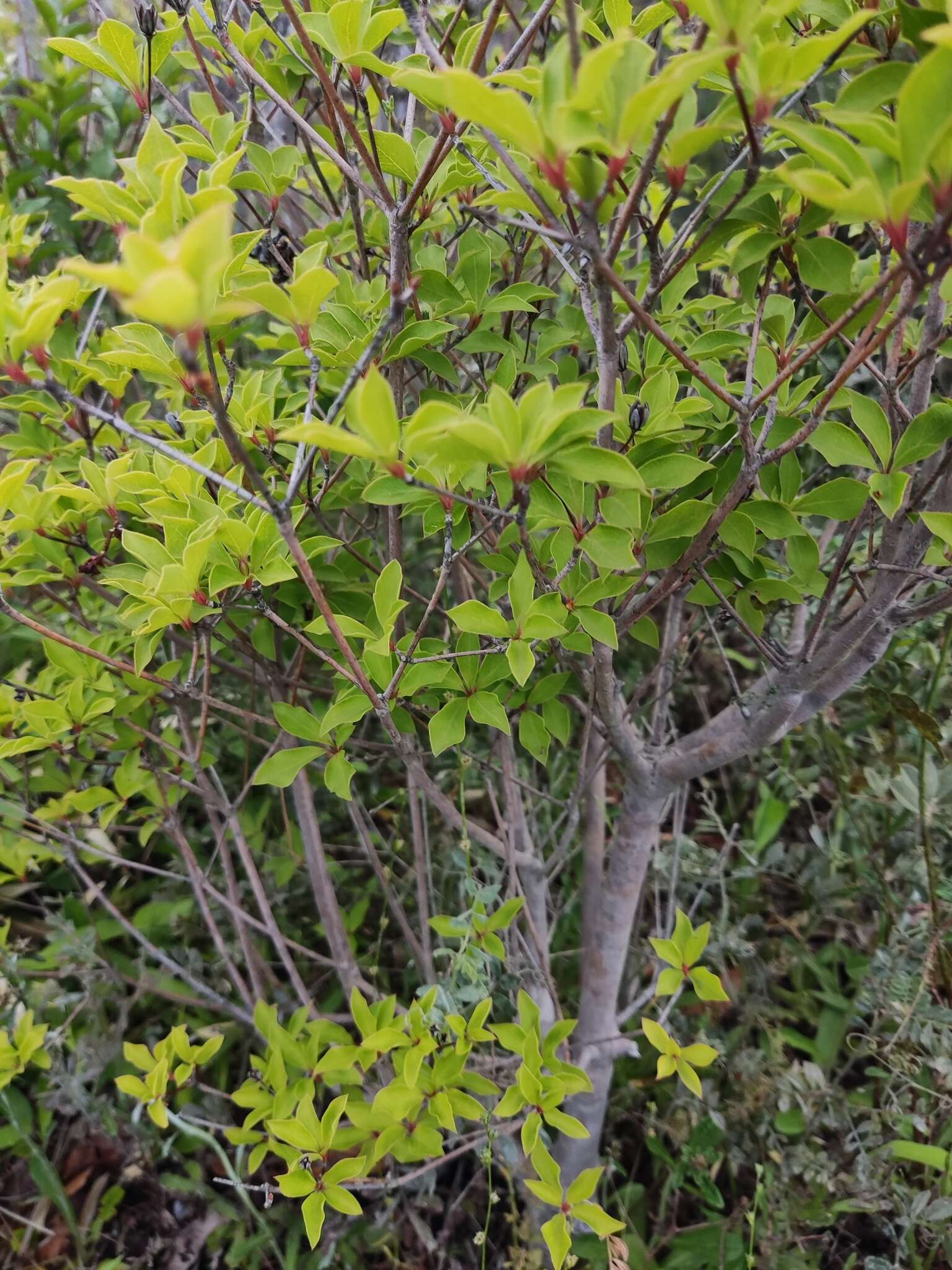 Imagem de Enkianthus perulatus (Miq.) Schneider