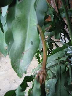 Image of Dutchman's Pipe Cactus