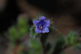 Echium bonnetii Coincy的圖片