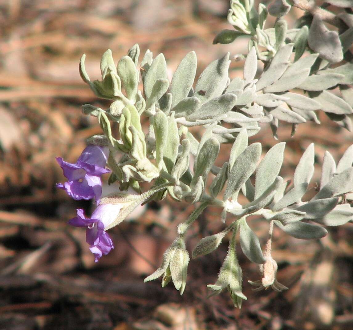 Image of Emu Bush