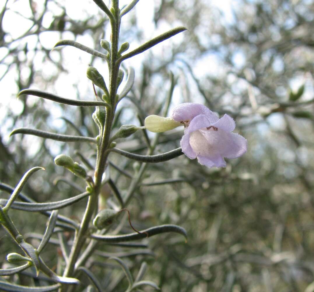 صورة Eremophila scoparia (R. Br.) F. Muell.