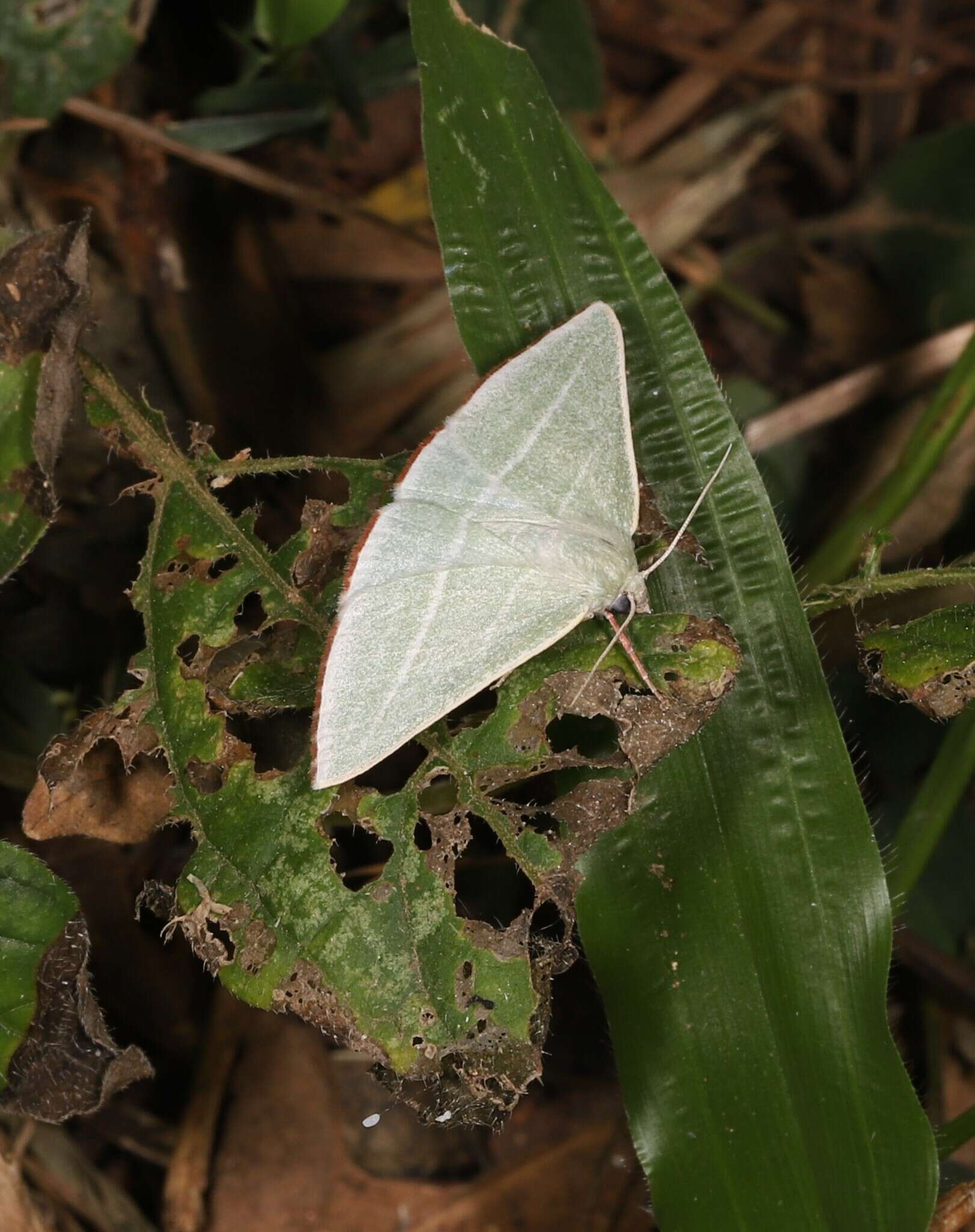 Image of Oenochroma infantilis Prout 1910