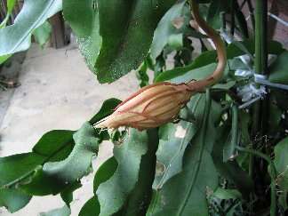 Image of Dutchman's Pipe Cactus
