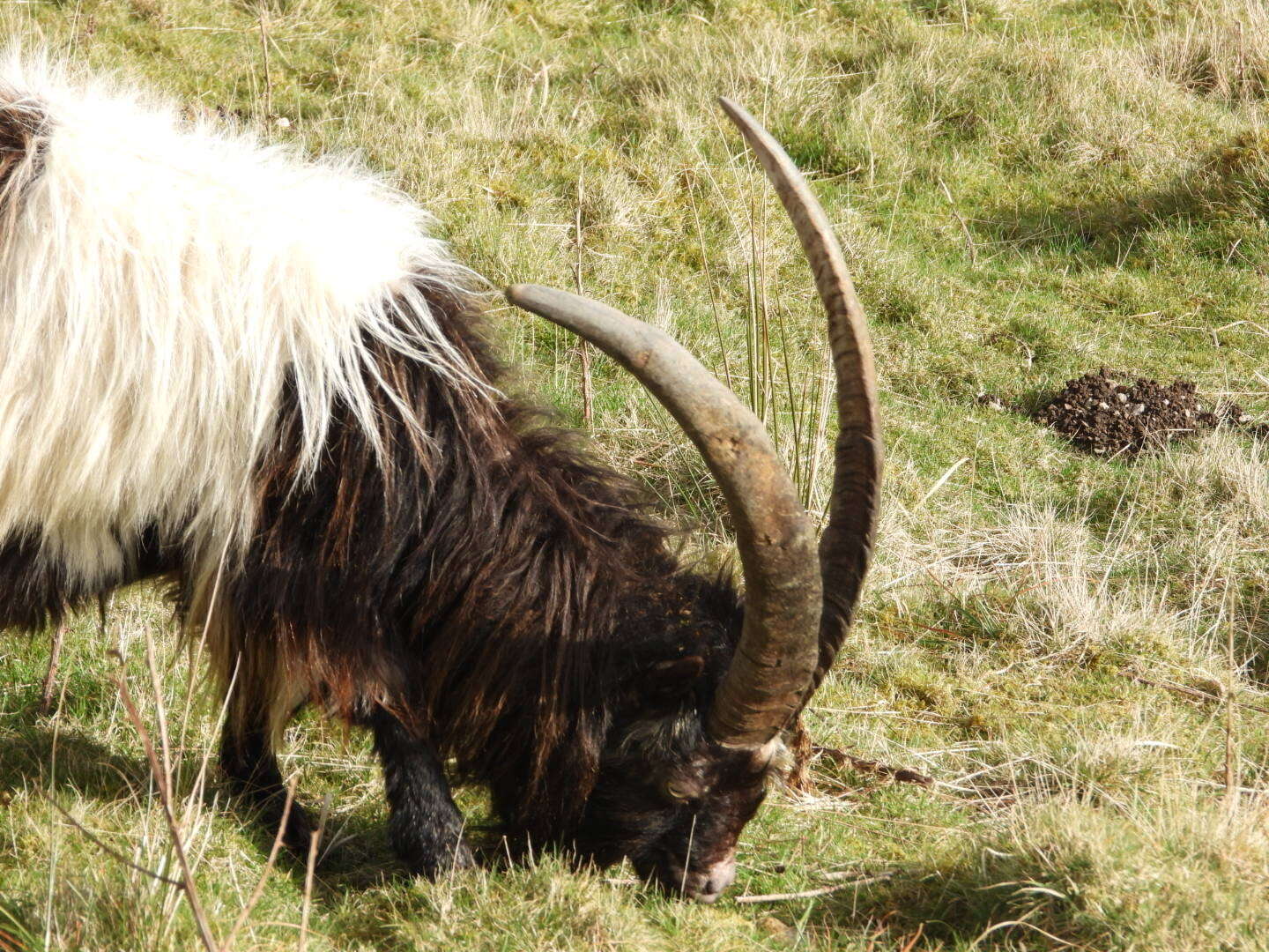 Image of Capra hircus hircus Linnaeus 1758