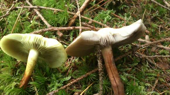 Image of Hypholoma capnoides (Fr.) P. Kumm. 1871