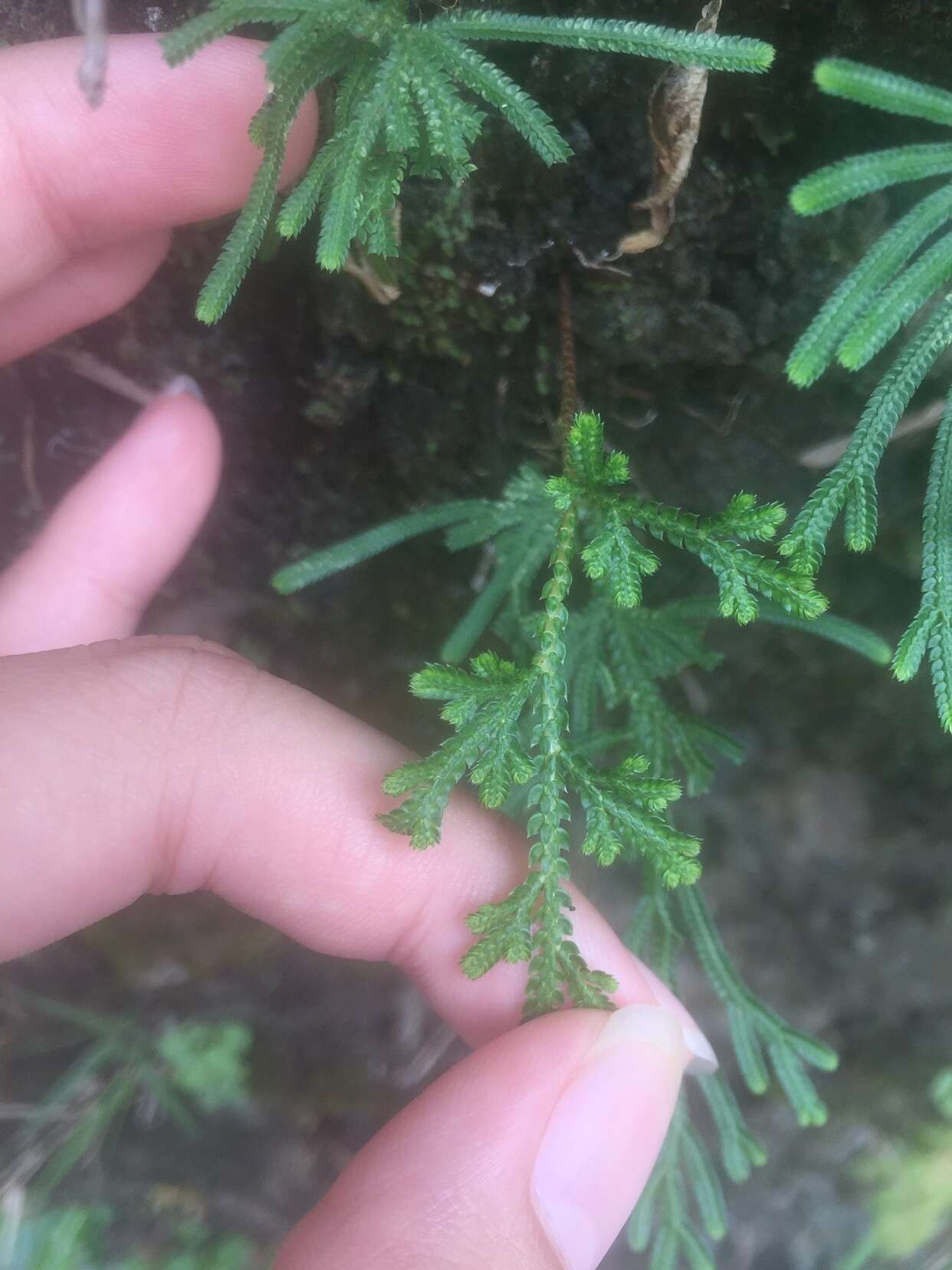 Selaginella stauntoniana Spring resmi