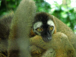 Image of Audebert's Brown Lemur