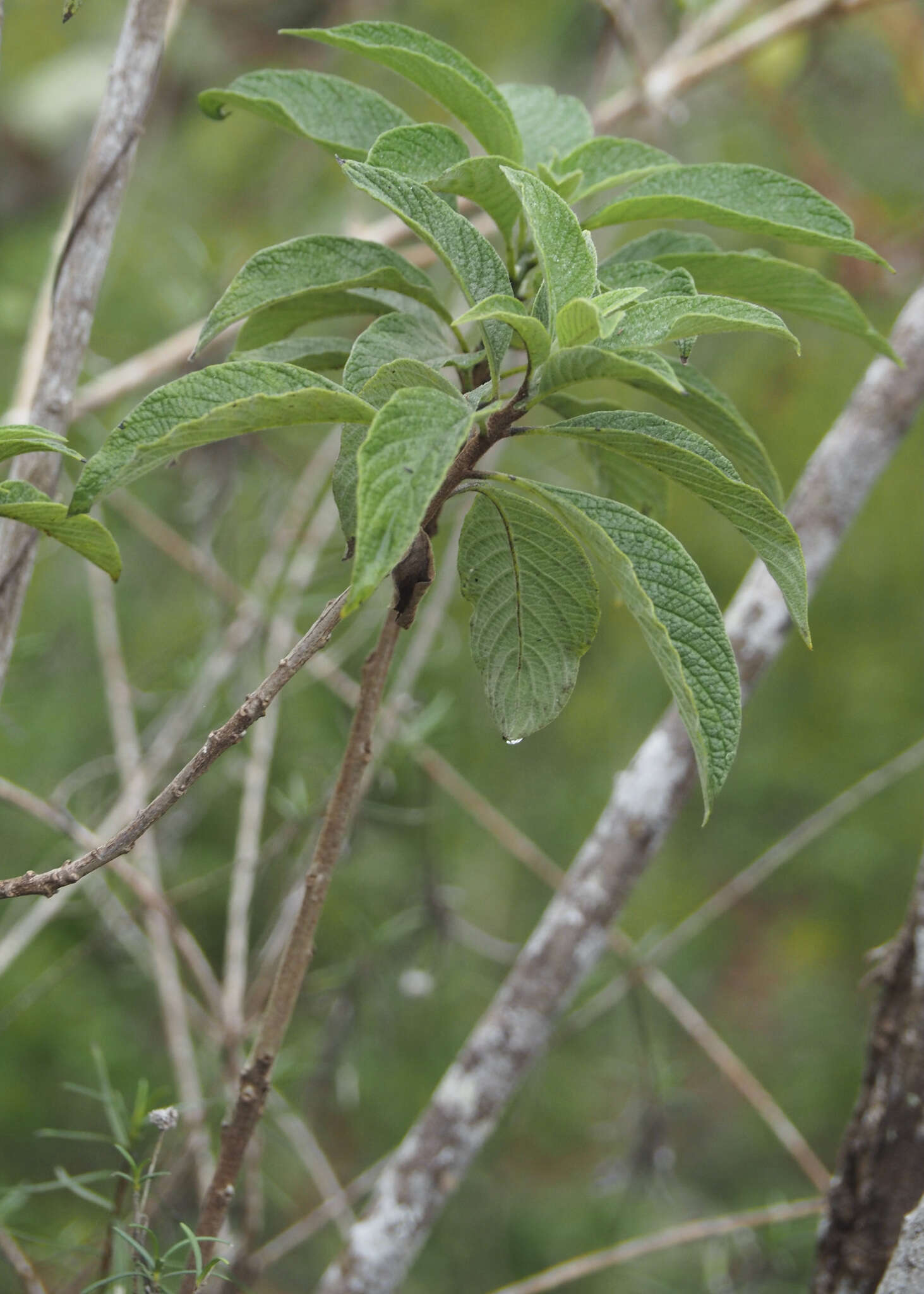 Imagem de Tournefortia pubescens Hook. fil.