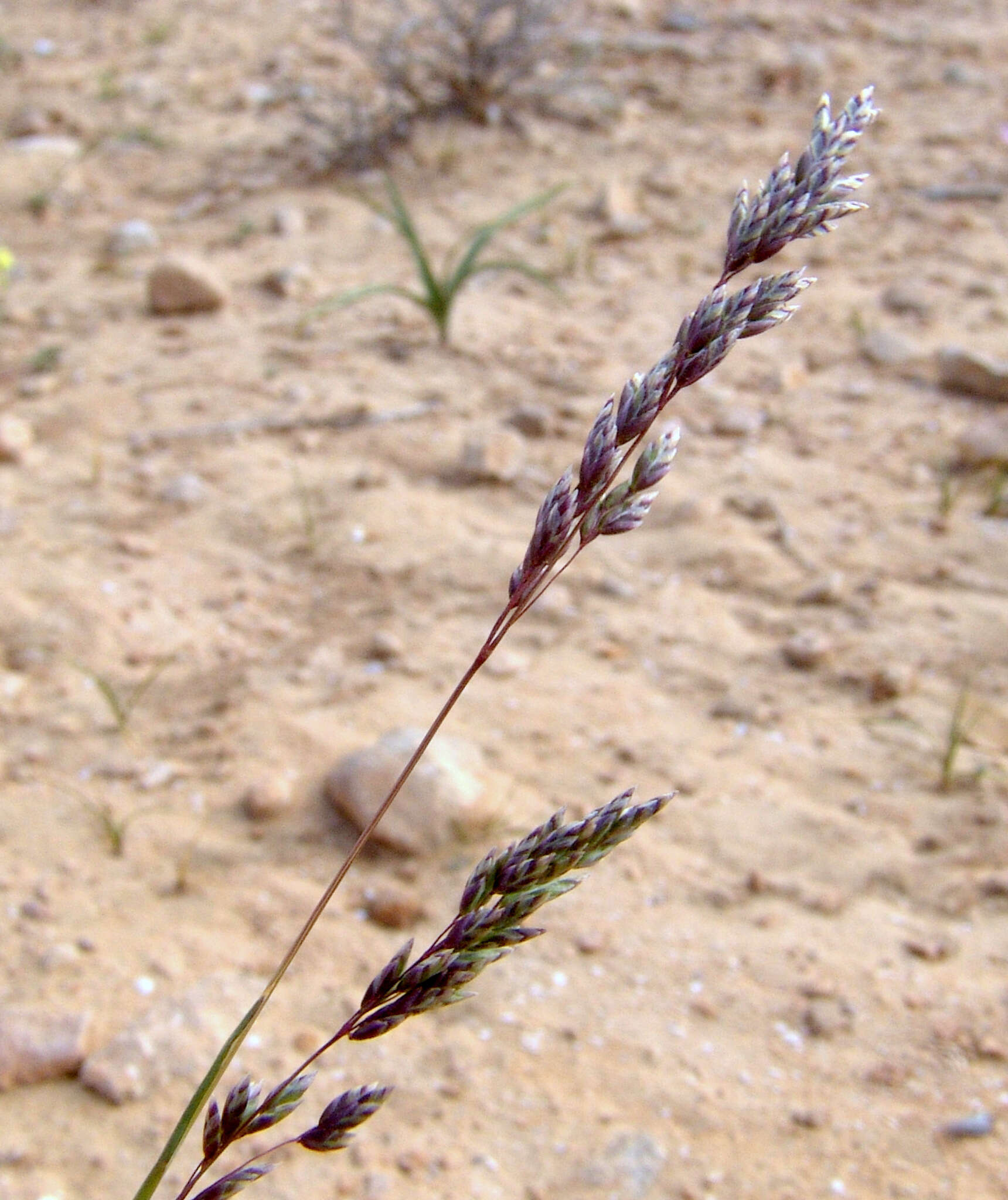 Image of Poa sinaica Steud.