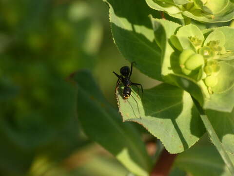 Image of Camponotus aethiops (Latreille 1798)