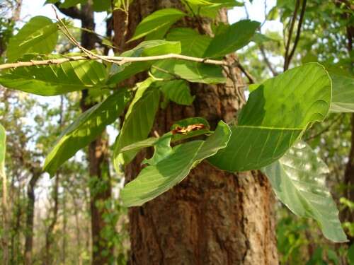 Слика од Shorea robusta Gaertn.