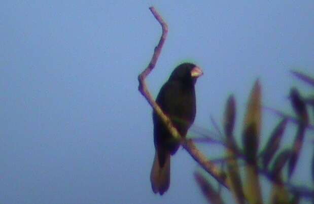 Image of Great-billed Seed Finch