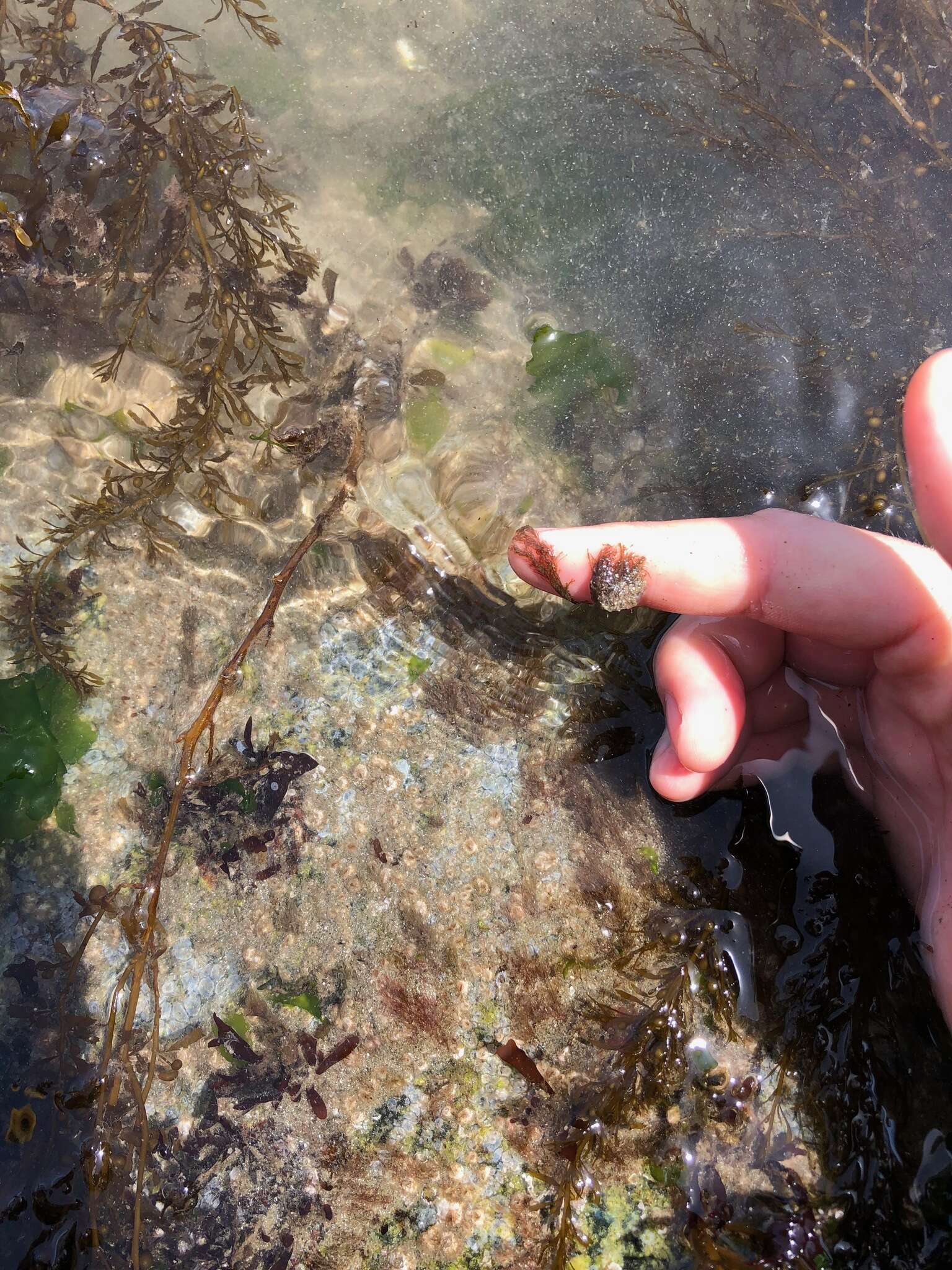 Image of Polysiphonia pacifica