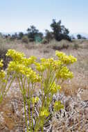 Image of sulphur-flower buckwheat