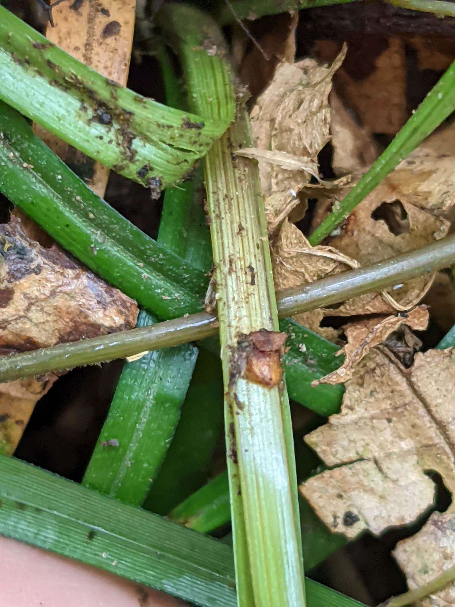 Sivun Carex hamata Sw. kuva