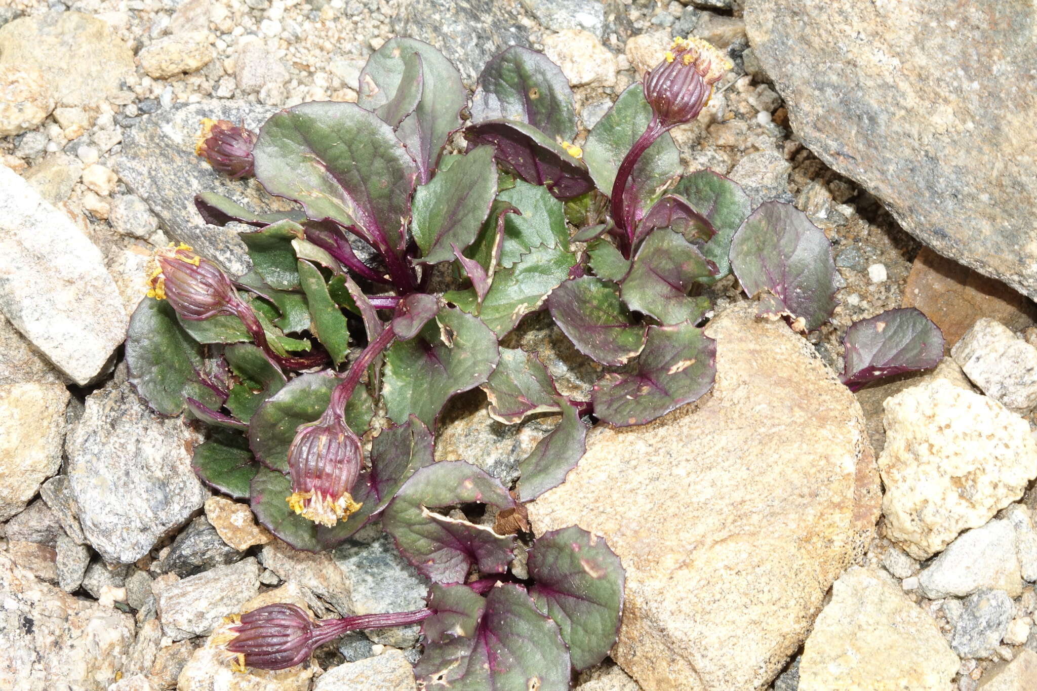 Image of Colorado ragwort