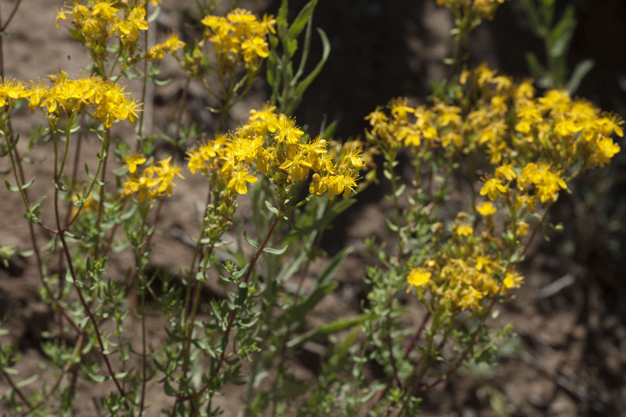 Image of Hypericum scabrum L.