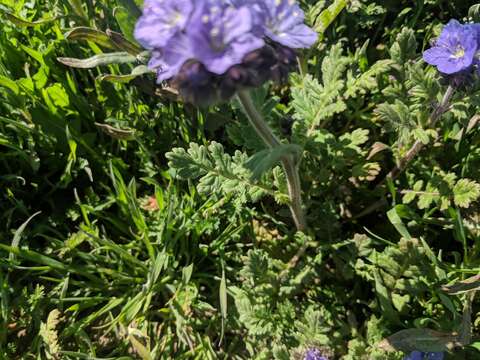 Phacelia ciliata Benth.的圖片