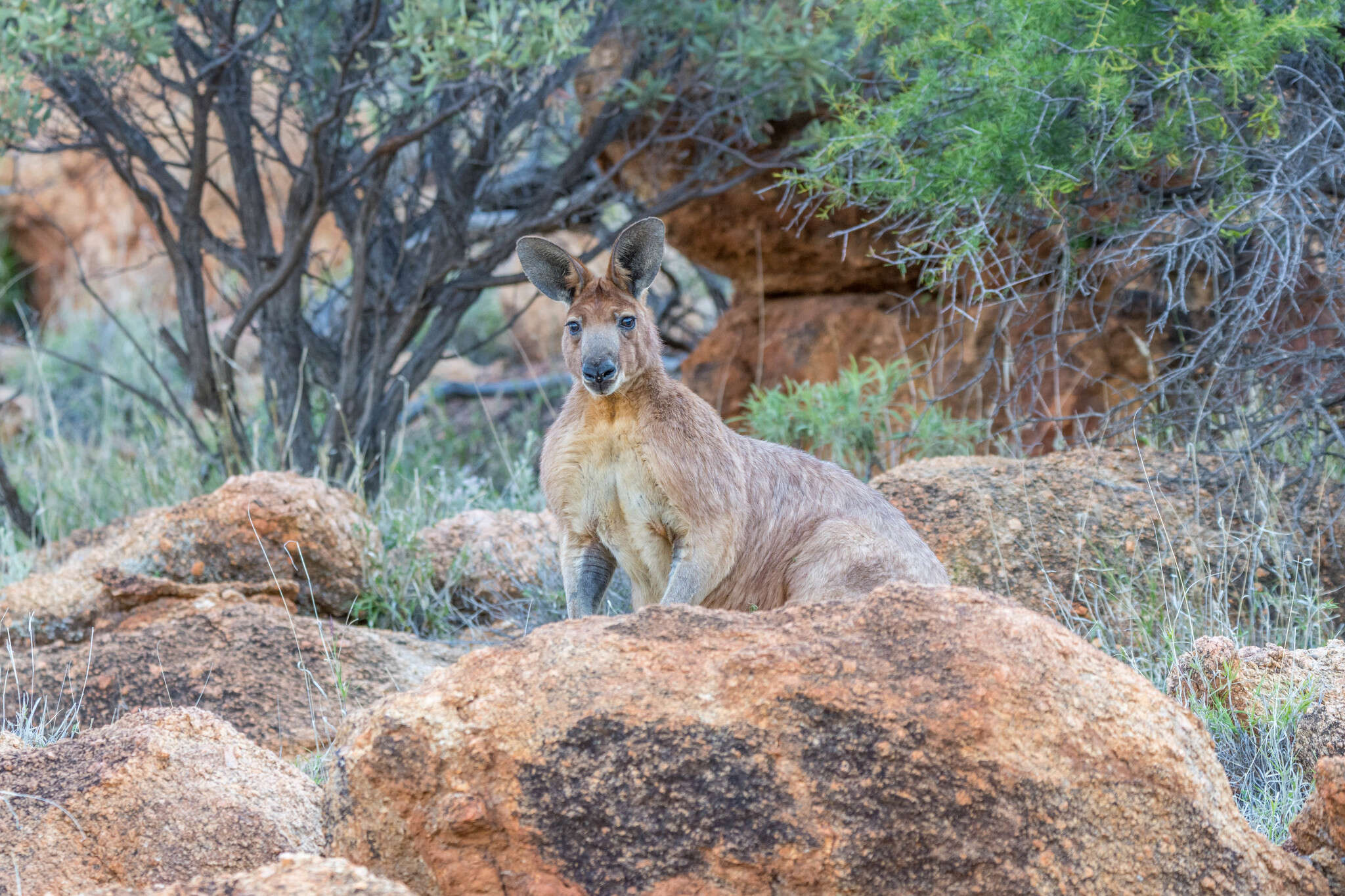 Macropus robustus erubescens Sclater 1870的圖片