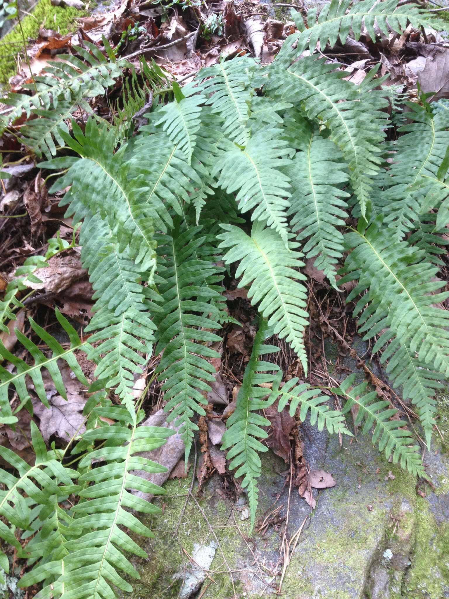 Polypodium appalachianum Haufler & Windham的圖片