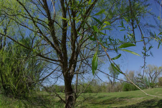 Imagem de Salix nigra Marsh.