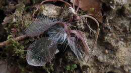 Image of Maryland hawkweed