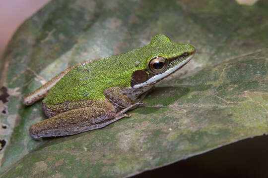 Sivun Chalcorana labialis (Boulenger 1887) kuva