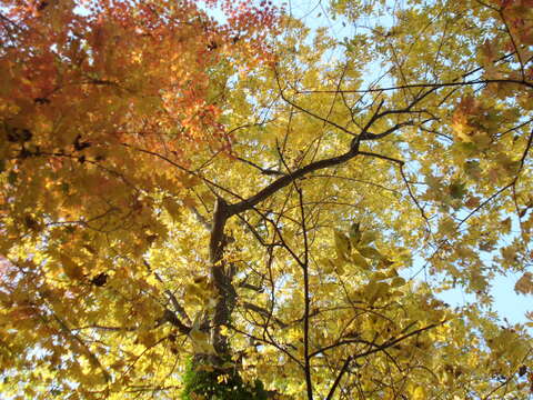 Image of bitternut hickory