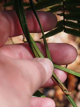 Image de Vittaria graminifolia Kaulf.