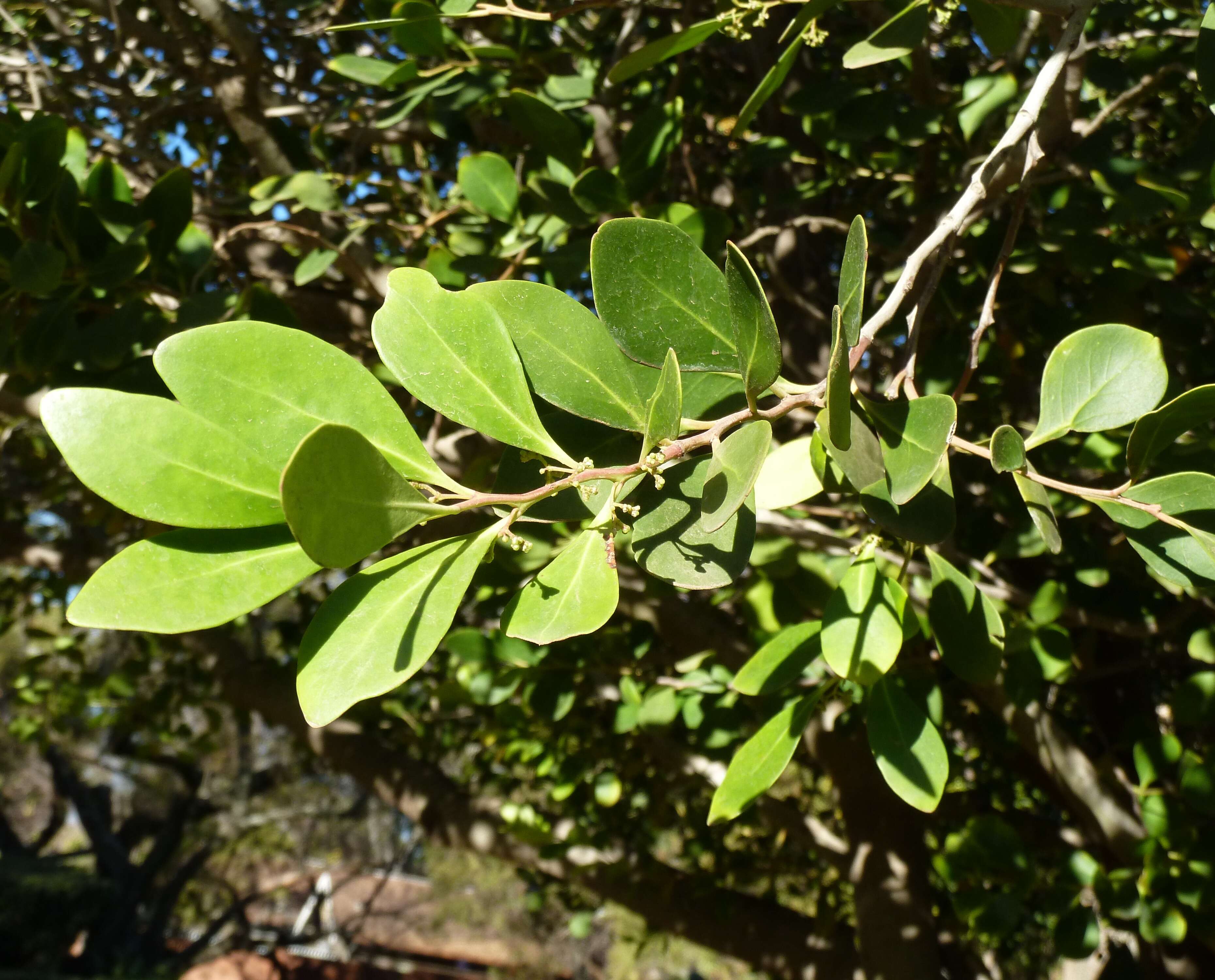 Image of Candle wood