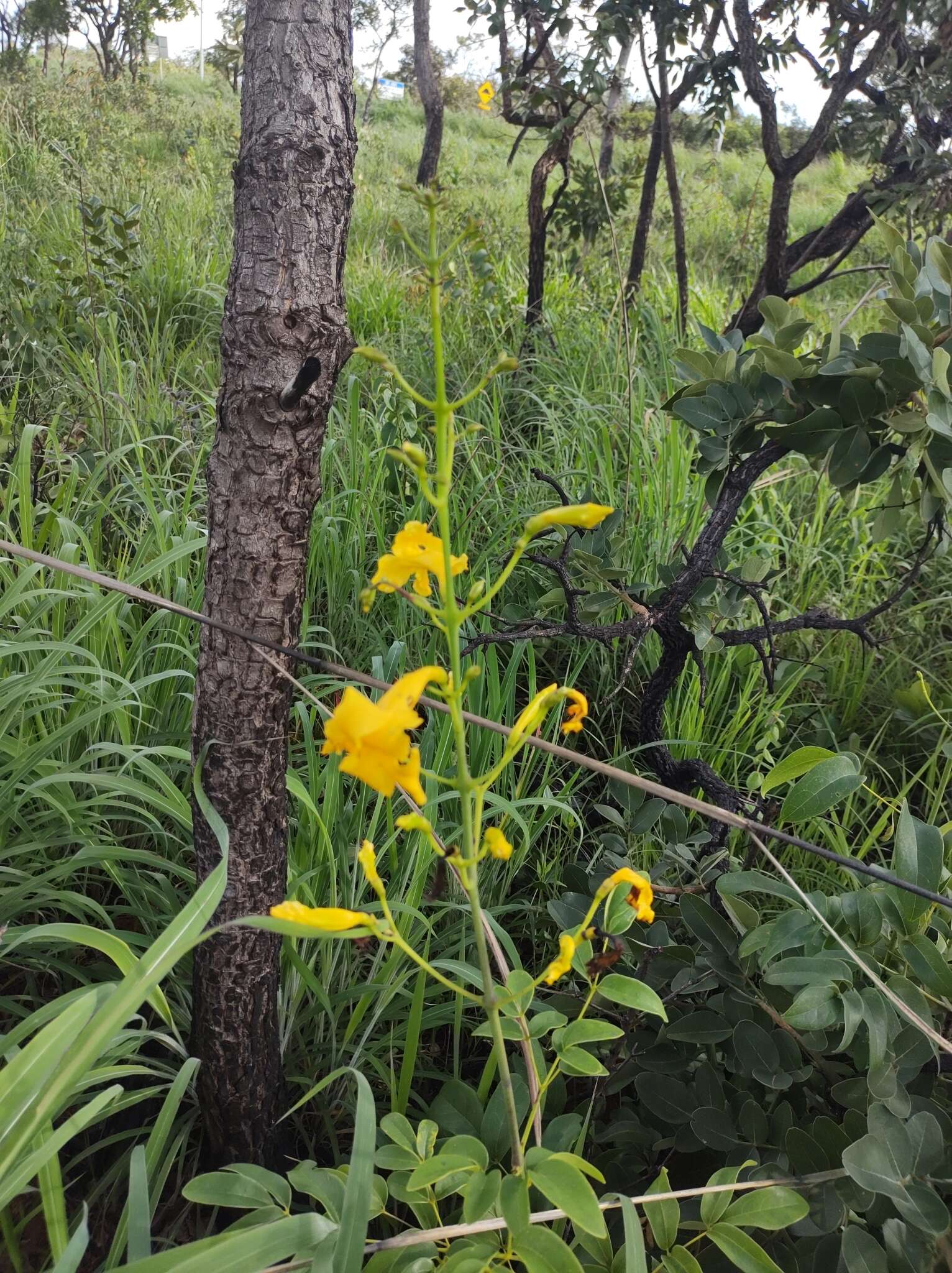 صورة Adenocalymma pedunculatum (Vell.) L. G. Lohmann