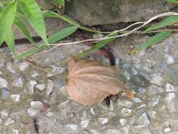 Image of Triangle Many-tooth Snake