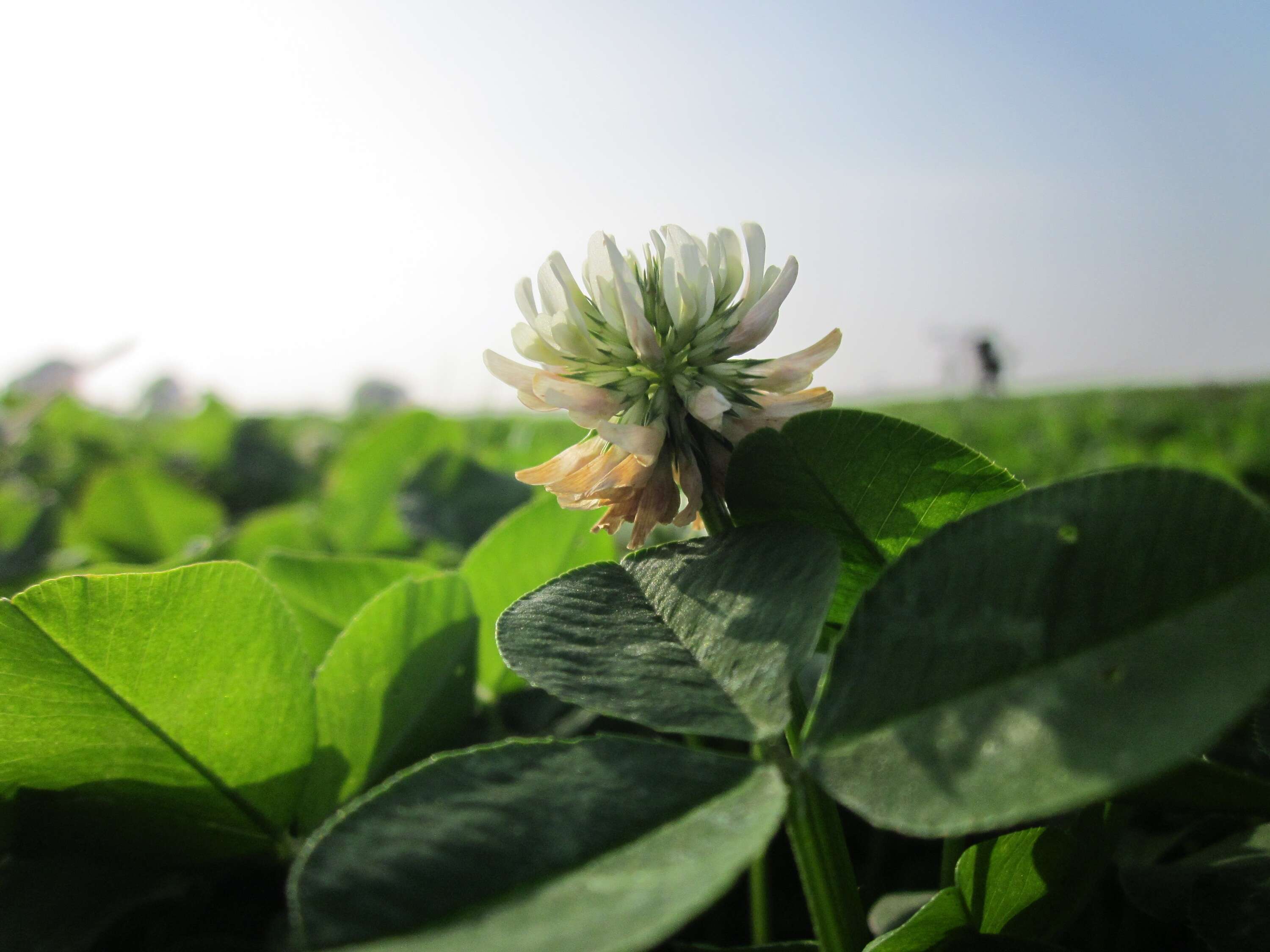 Image of white clover