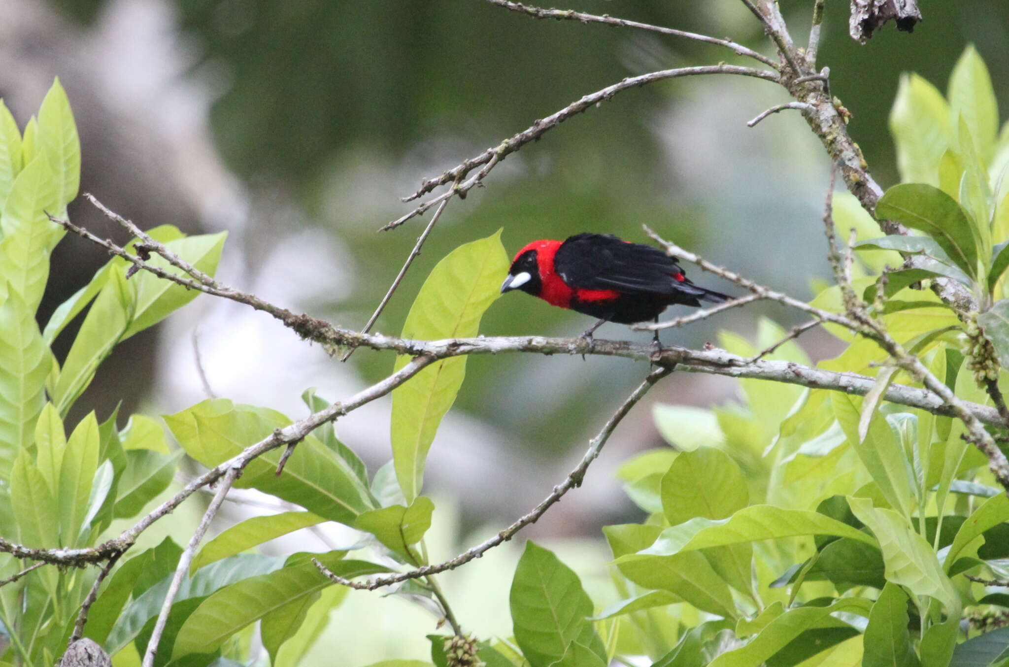 Plancia ëd Ramphocelus nigrogularis (Spix 1825)