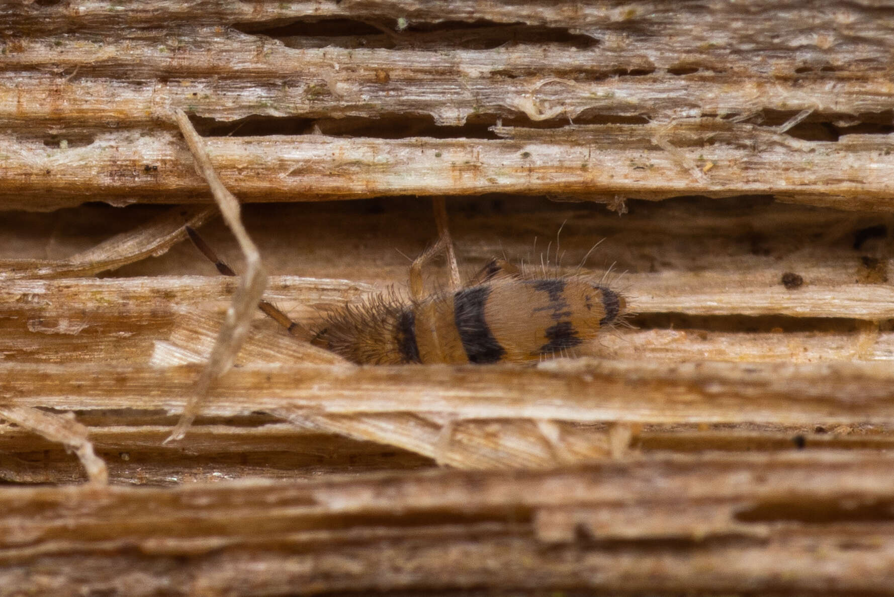 Image of Entomobrya triangularis Schött 1896