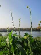 Imagem de Sisymbrium officinale (L.) Scop.