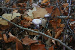 Image of Laccaria amethystina Cooke 1884