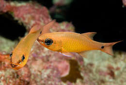 Image of Brassy cardinalfish