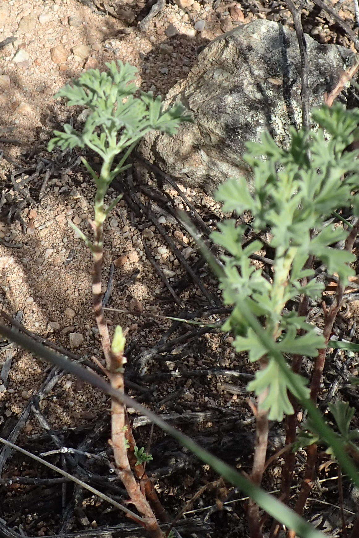 Image of Pelargonium exhibens P. Vorster