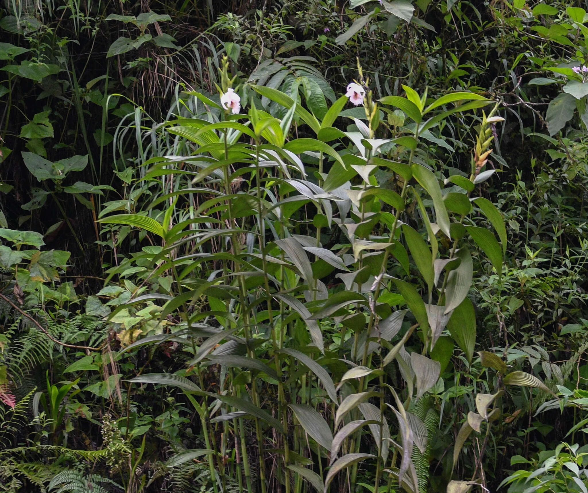 Image of Sobralia pulcherrima Garay