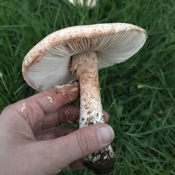 Image of Saproamanita manicata (Berk. & Broome) Redhead, Vizzini, Drehmel & Contu 2016