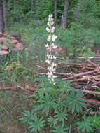 Image of white lupine