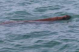 Image of Dugongs