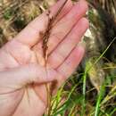 Carex wahuensis C. A. Mey. resmi